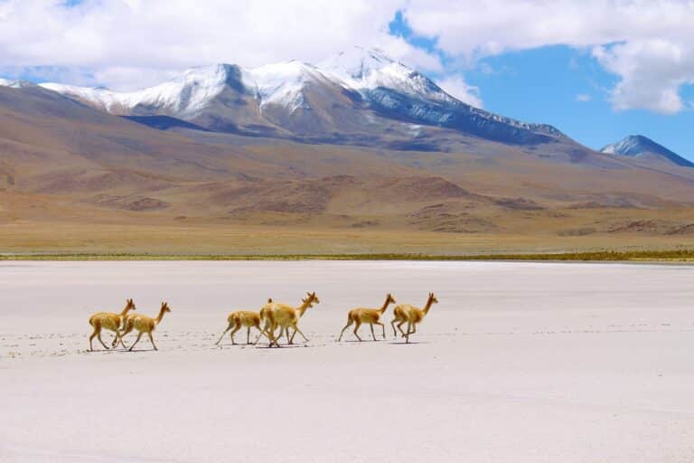 Vicuña en el Salar de Uyuni